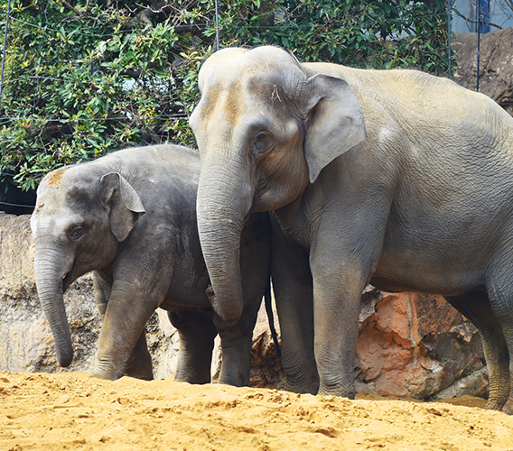 上野動物園記事のメイン画像