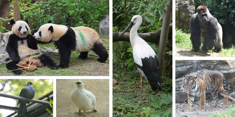 上野動物園の希少生物