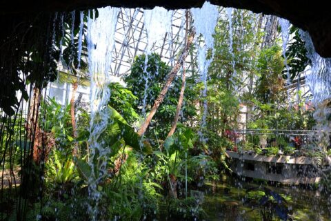 夢の島熱帯植物館のＡドームは熱帯の水辺の景観が再現されています。音をたてて滝が流れ落ちる池には熱帯性のスイレンやジャングルの河口に生息するマングローブなどが生い茂っています。