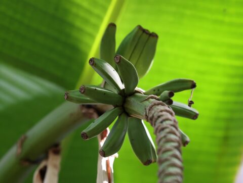 夢の島熱帯植物館のバナナの実