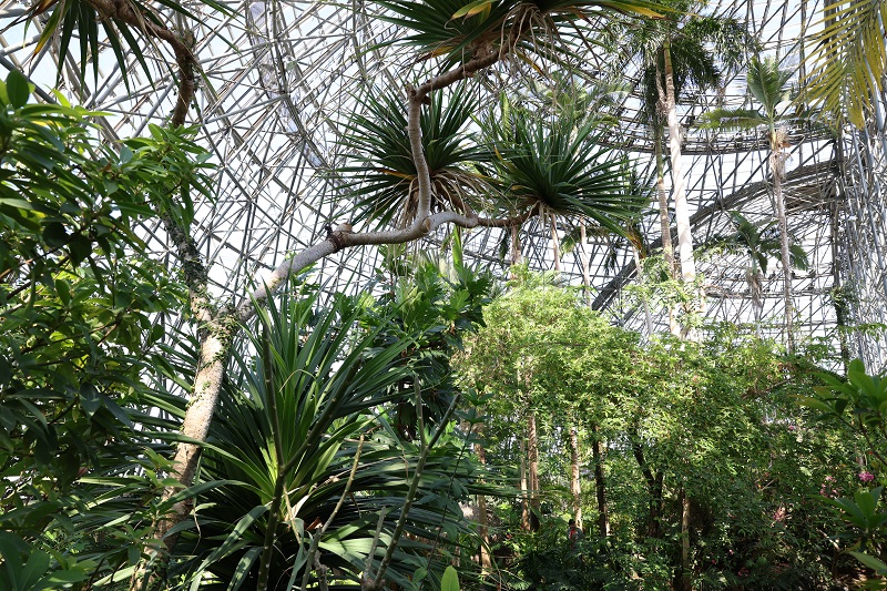 夢の島熱帯植物館はまるでジャングル