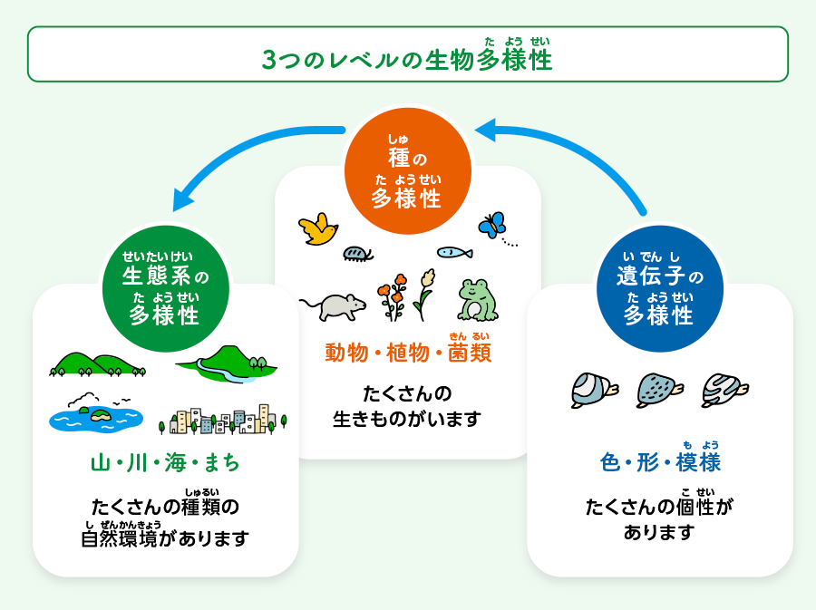 生物多様性の３つのレベルをこども向けに説明したイラスト