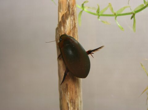 東京都で新たに絶滅してしまったクロゲンゴロウ