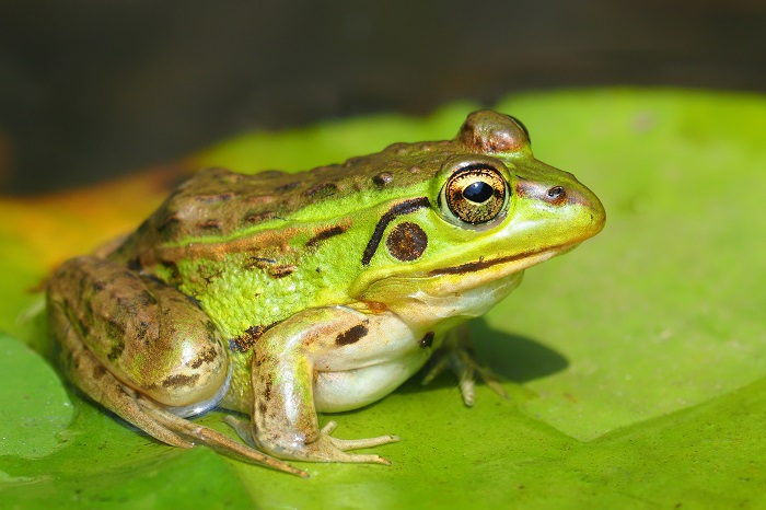 珍しくなってしまった固有種「トウキョウダルマガエル」