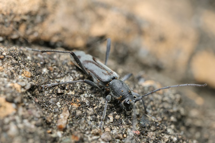 珍しくなってしまった固有種「トウキョウトラカミキリ」