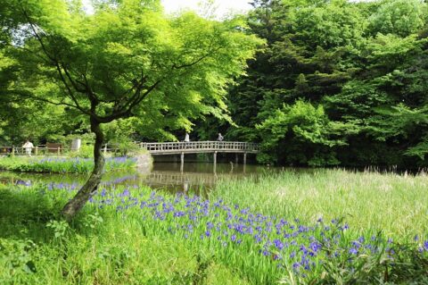 東京都の豊かな生物多様性がある武蔵野三大湧水池（石神井公園の三宝寺池）