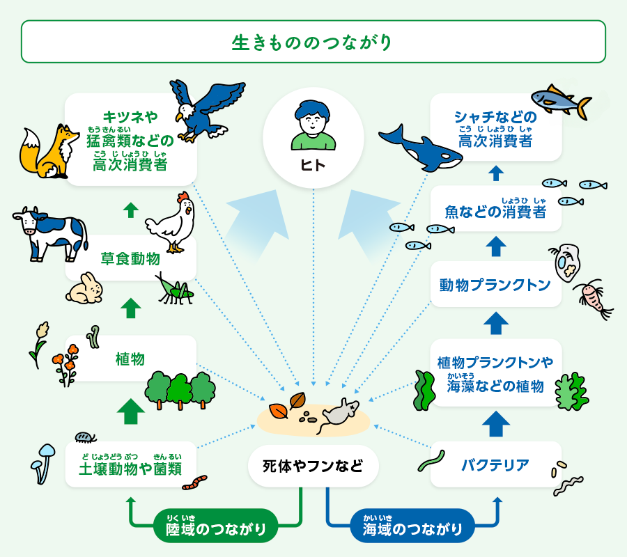 生物多様性の生きもののつながりのイラスト