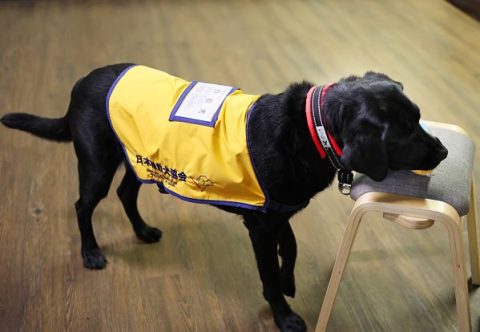 介助犬は、「テイク、携帯」というと、すぐに携帯電話を取りに行く