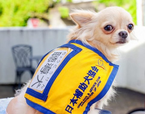 聴導犬としては家の中で生活しやすい小型犬も活躍