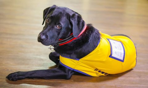 補助犬は黄色い「マント（どう着）」を着ている時は、お仕事中